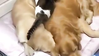 Dog _ cat are friends?