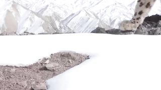These Are Only 2 Predators Can Catch Mountain Goats_ Let_s See How They Do_(720P_HD).