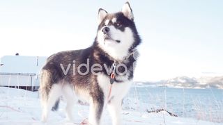 Alaska dog