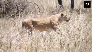 Loin Hunt Zebra