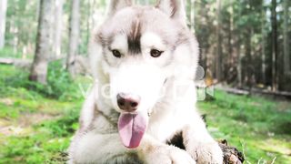 Husky dog close up