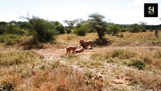 Loin vs Zebra Part 2