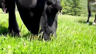 Sapi makan rumput