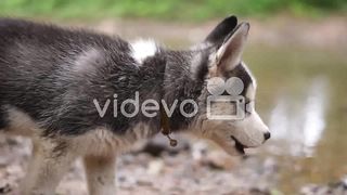 Baby Husky dog