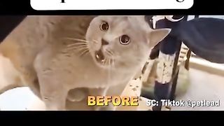 Lagu lirik versi kucing