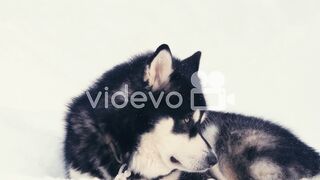 Dog Alaska on the Frozen