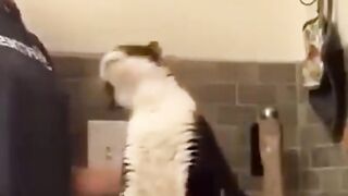 Funny And Crazy Cats! Try Not To Laugh Challenge