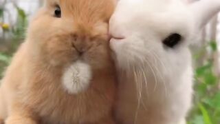 Cute  videos