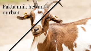 5 fakta unik tentang hewan qurban