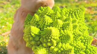 Cute videos 3