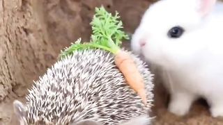 cute rabbit 2