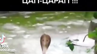 СМЪРТОНОСНИЯТ  УБИЕЦ И ХИЩНИК
