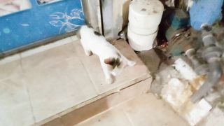 Hungry Meowing cat at fish corner