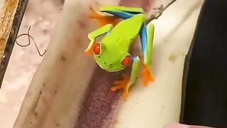 Like&subcribe