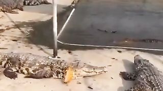 Japon balığı ve timsahlar