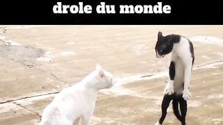 The Funniest Moments of Cats That Will Make You Burst into Laughter!