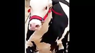 beautiful-cow-in-mandi-2023