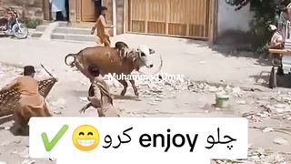 Eid qurban funny videos 2023