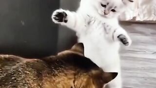 Прыколы 24