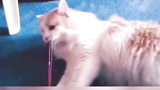 pets.cuti22_2023-06-27-22-26-56_1687894016424