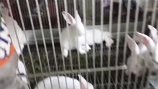 EID OFFER FROM JAMI RABBITS FARMING COMPANY OF PAKISTAN