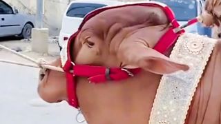 قربانی 2023