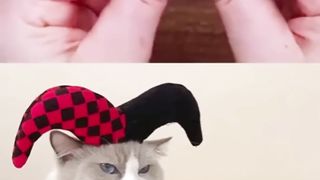 that little puff Tiktok Compilation | Super chef cat
