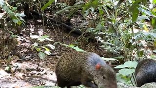 Waspadai Kencing Tikus 2
