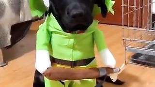 Dog asking what you say