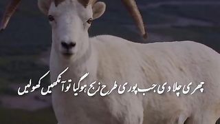 Qurbani 7