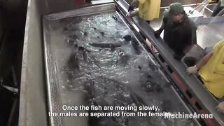 Million Fish Hatchery Farm - Salmon Processing Line - Automatic Salmon Egg Insemination System  MachineArena