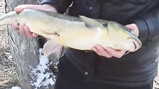 BALIQ OVI   |  RIBALKA   |   FISHING   |   #fishing   MAZZADA
