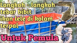 PERSIAPAN KOLAM TERPAL SEBELUM TEBAR BENIH LELE _ CARA TEBAR BENIH LELE.