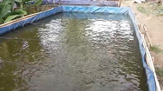 Usaha Budidaya Ikan Lele Dalam Kolam Terpal, 90 Hari Bisa Panen! (1)