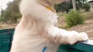 Best funny cats 3