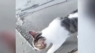The funniest animals Fun with cats and dogs 2023 HA