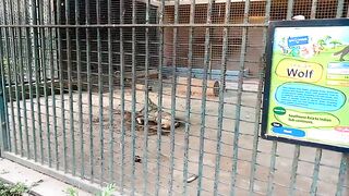 Lahore zoo 4