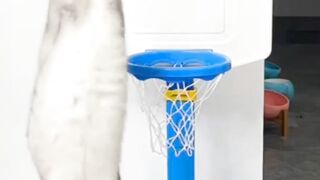 Cat playing basketball.