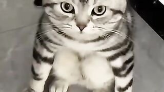 Funny animal video 9