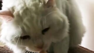 Cat Love 2