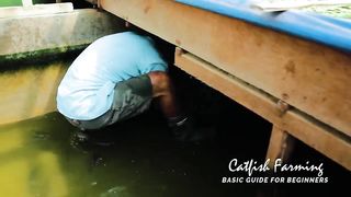 Amazing Native Catfish Harvest - Harvesting more than 150 Kg of Catfish│Catfish Farming business