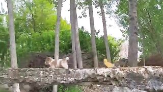 Puppy and duck play