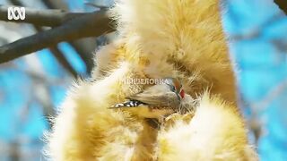 The beautiful Bird in the world