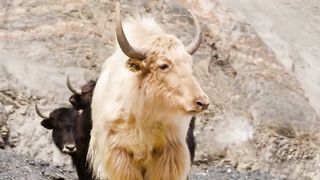 Cooking Entire YAK!! Pakistani Mountain Food in Hunza!