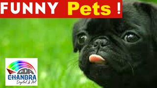 ANIMALS TALKING IN TELUGU FUNNY VIDEO