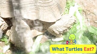 Sea and Land Turtles ????????????????????