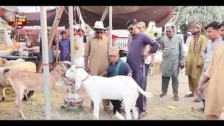 Bakra check kary ka trika
