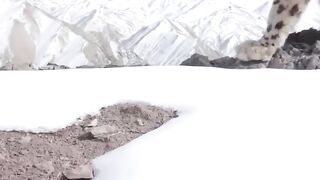 Adventure video