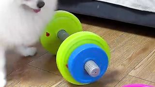 Funny video