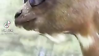 Le mouton de Tabaski